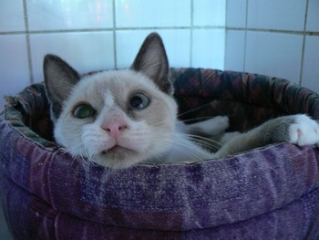chats siamois/Birmans etc... trouvés sur le net - Page 2 Adopta24
