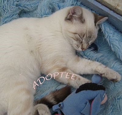 chats siamois/Birmans etc... trouvés sur le net - Page 3 Adopta54
