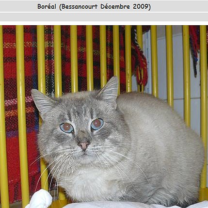 chats siamois/Birmans etc... trouvés sur le net - Page 2 Bessan10