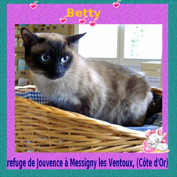 Betty, siamoise, 3 ans (spa de Messigny-21) Betty11