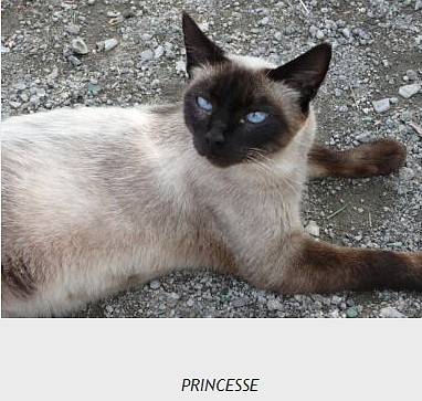 chats siamois/Birmans etc... trouvés sur le net - Page 18 Castel11