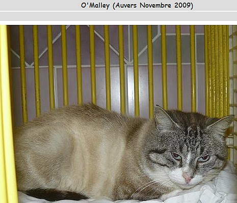 chats siamois/Birmans etc... trouvés sur le net - Page 2 Omalle10