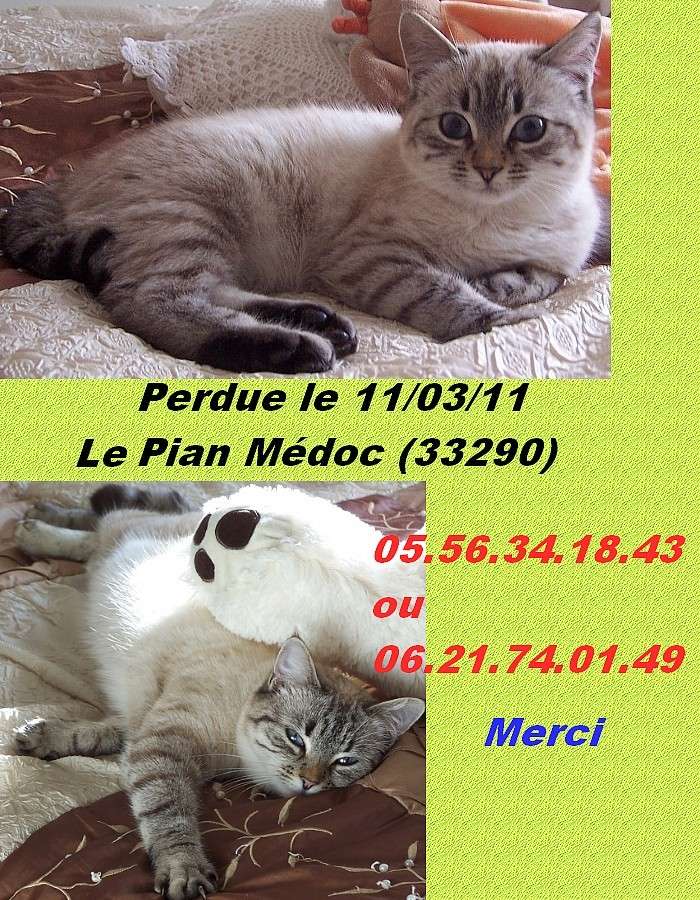 Perdu chatte typ europénne/siamoise Pian_m10