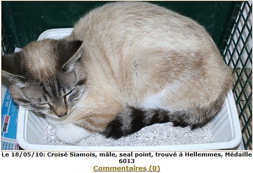 chats siamois/Birmans etc... trouvés sur le net - Page 6 Trouva49