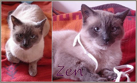 chats siamois/Birmans etc... trouvés sur le net Zen10