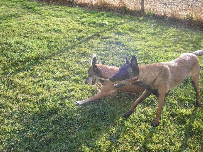 2 malinoise à la maison c est pas triste 08511