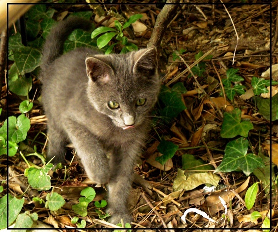 Animaux en mouvement / Oiseaux en vol 75716710