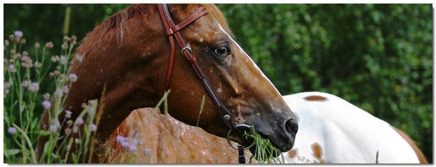 PLAY BOY - Mâle - Appaloosa Cheval14