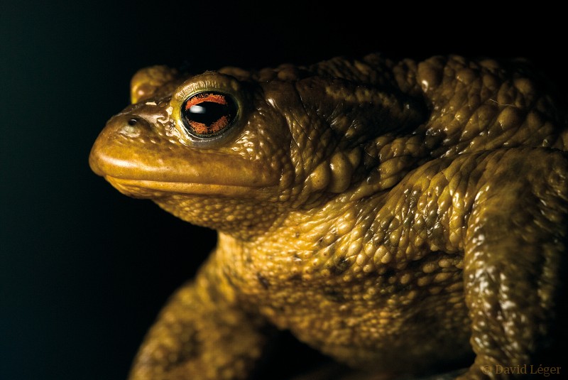 Les amphibiens en sous-bois. Cr7310