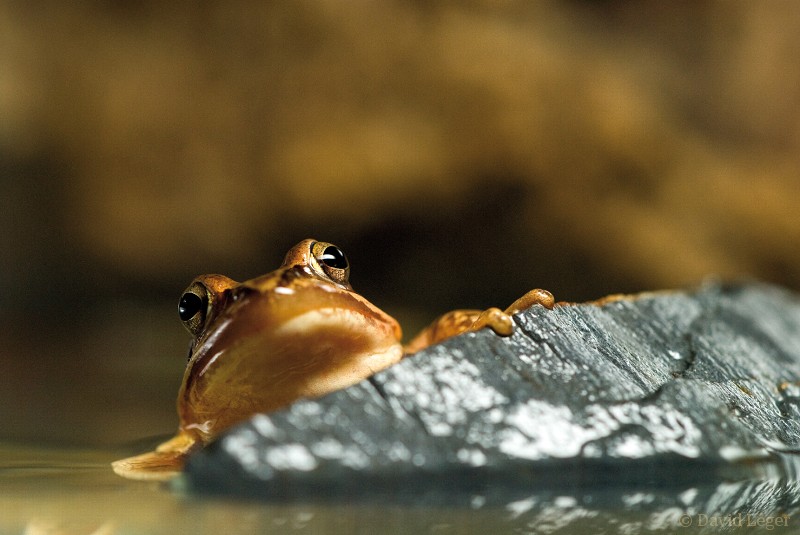 Les amphibiens en sous-bois. Gra10910