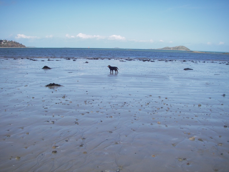 Où promener son chien dans le Finistère ? Imgp5210