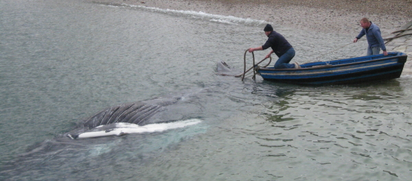 Un baleineau de 9m à Omonville la Rogue. Img_1212