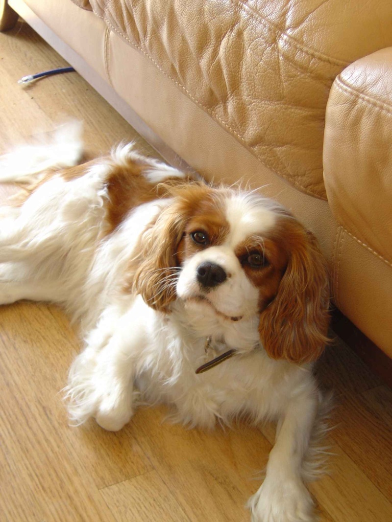 *REUNITED* Female King Charles missing/stolen from Arklow Loulou10