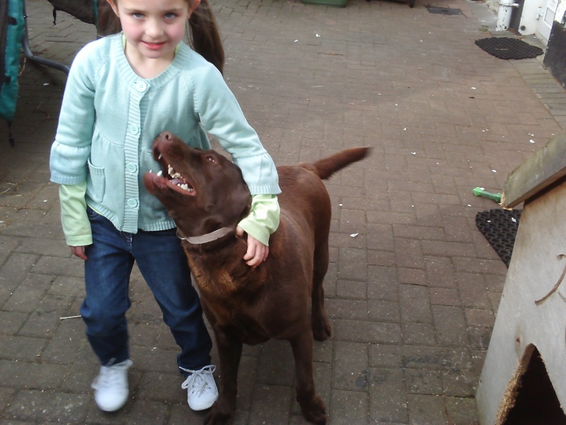 Truffles - Female Chocolate Lab Pictur11