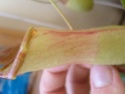 nectar nepenthes x ventrata Nectar10