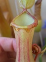 nectar nepenthes x ventrata Nectar11
