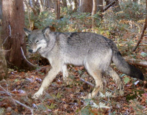 Protégeons le loup, une espèce en danger 26675410