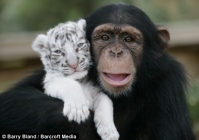 chimpanzé mère de substitution de deux bébés tigres Portra10