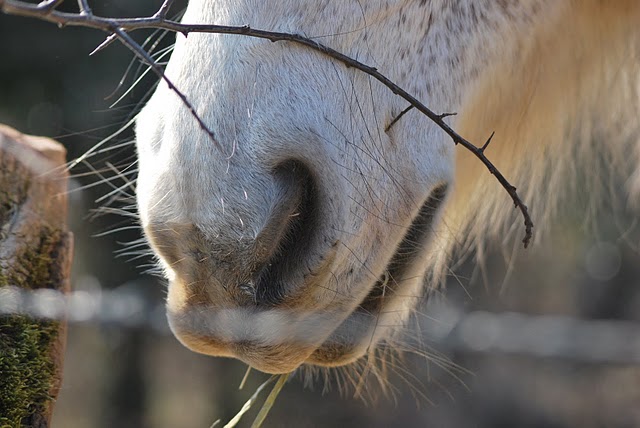 Mic, poney Connemara - Page 7 Moment17