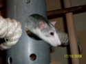 arbre a chat (rat) fait maison > NOUVELLES PHOTOS < 100_3716