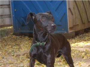 VIXY X PINSCHER FEMELLE 4 ANS DOLE ADOPTEE Vixy10