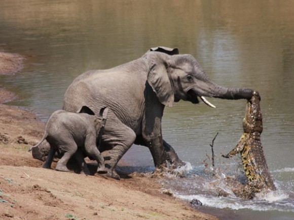 هل يمكن أن يهاجم التمساح فيلا يشرب ؟!!! Elepha10