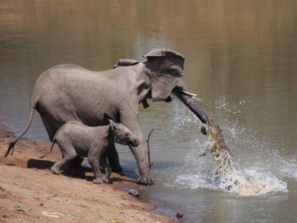 هل يمكن أن يهاجم التمساح فيلا يشرب ؟!!! Elepha11