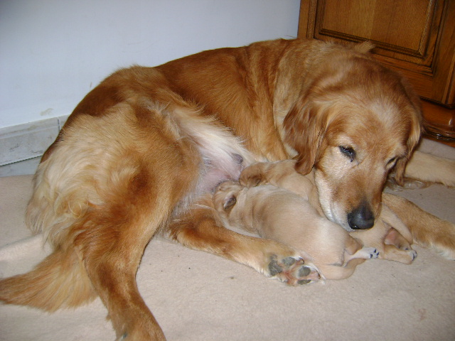 Chiots de Tosca et Shadow mes Golden Retriever 1_sema11