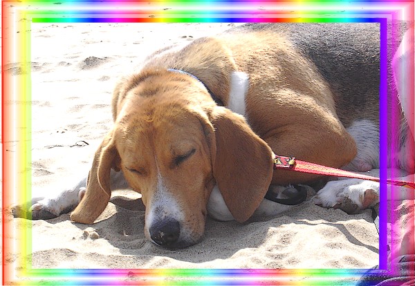 LUPA X anlo de 7 ans (35) Beagle10