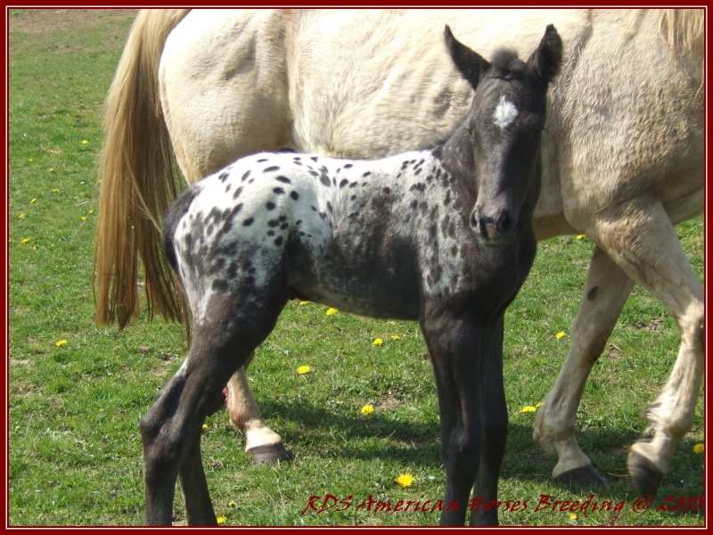 RDS american horse breeding (appaloosa et paint horse) Dscf2225