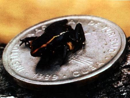 la plus petite grenouille T8861310