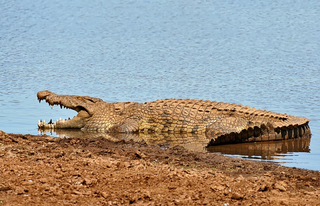 Espécies Cinegéticas de animais de caça grossa perigosos Crocod11