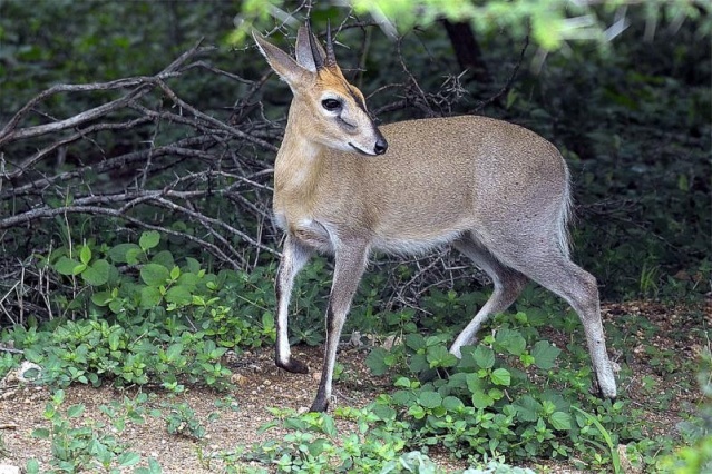 Espécies Cinegéticas de animais de pequeno porte - 70kg Duiker10