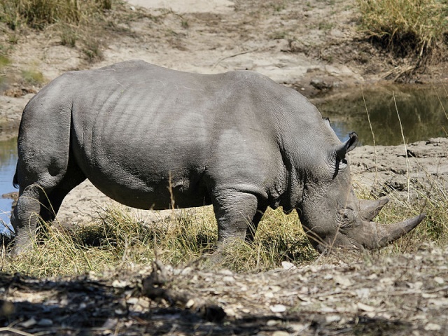 Espécies Cinegéticas de animais de caça grossa perigosos Rinoce11