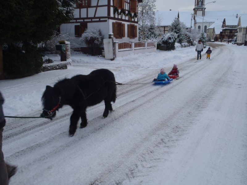 Poney et luges!! Pc170115