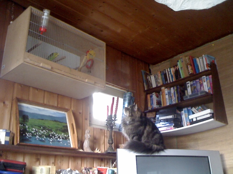 Rats, chats et chiens 01-04-11