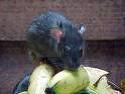 Rats, chats et chiens Rat11