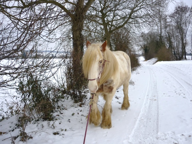 Promenades hivernales avec Flann  P1090117