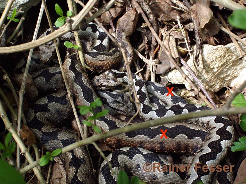 Vipera aspis in Switzerland near Neuchâtel Lake Paarg_10