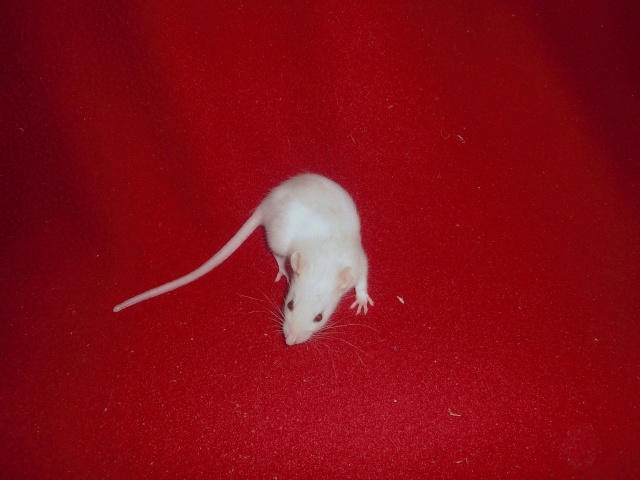6 ratons à réservés (reste 1 femelle) Femell70