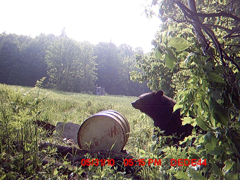 une petite devinette  combien Pese l ours de DÉDÉ 44 Ours_210