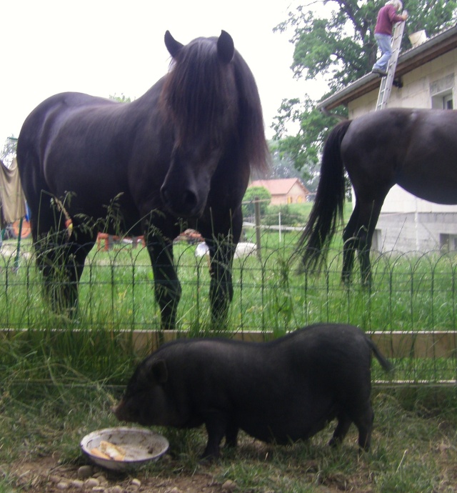 Concours "le cheval et un autre animal" : gagnante : Bouriquette ! - Page 2 A_clas10