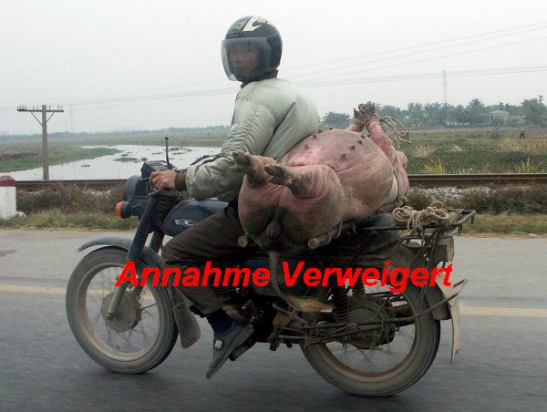 Schweine Transporte Pict2611