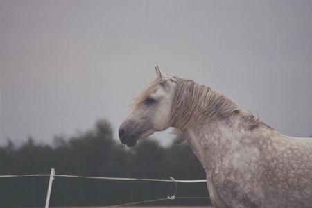 les chevaux et leurs parents : ressemblances et surprises Eta_2011