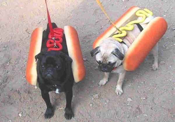 HotDog debarque! Chiens11