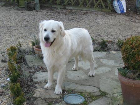 Scott Golden Retriever sorti de l'Enfer cherche famille Scottr10