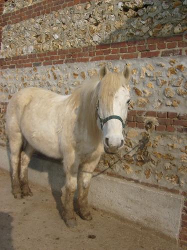 GRISOU - ONC poney né en 1994 - adopté en août 2010 - décédé pendant l'été 2017 Grisou10
