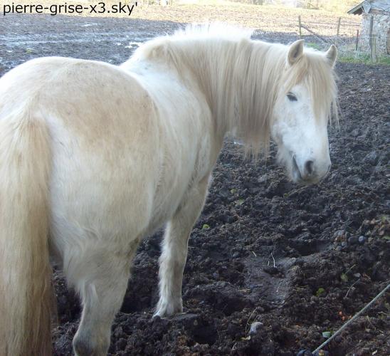 GRISOU - ONC poney né en 1994 - adopté en août 2010 - décédé pendant l'été 2017 Grisou11