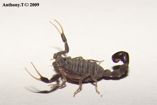 Scorpions - Djibouti (Afrique de l'Est) Microb10