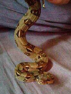 mes serpents Image110